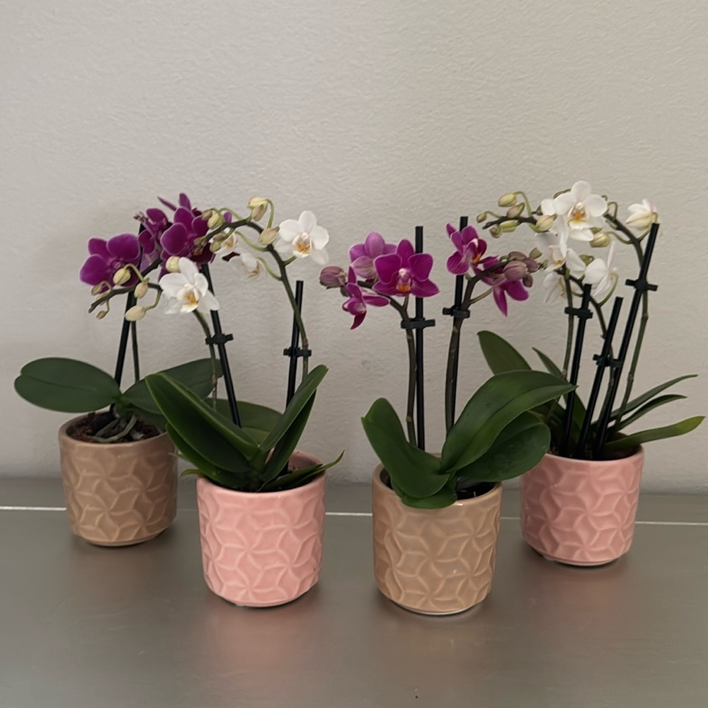 4 Mini Orchid Pots